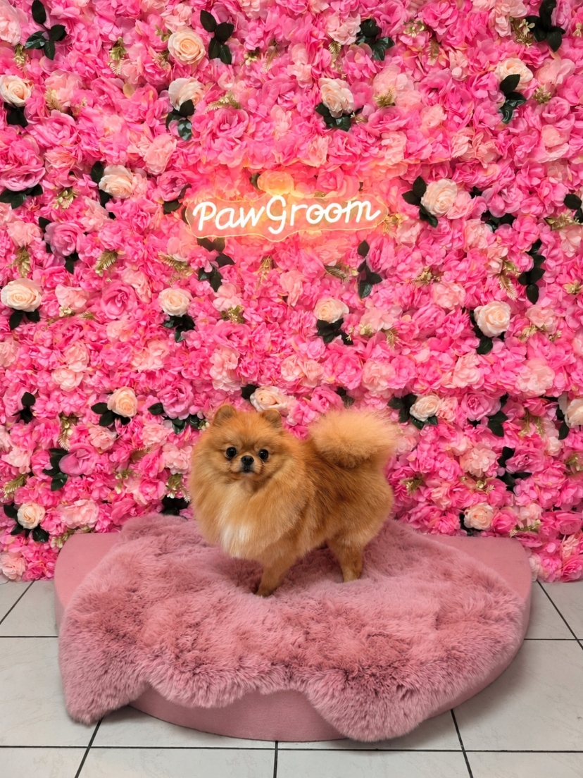 Pomeranian nach der Fellpflege vor der Blumenwand im Hundesalon PawGroom in Spandau
