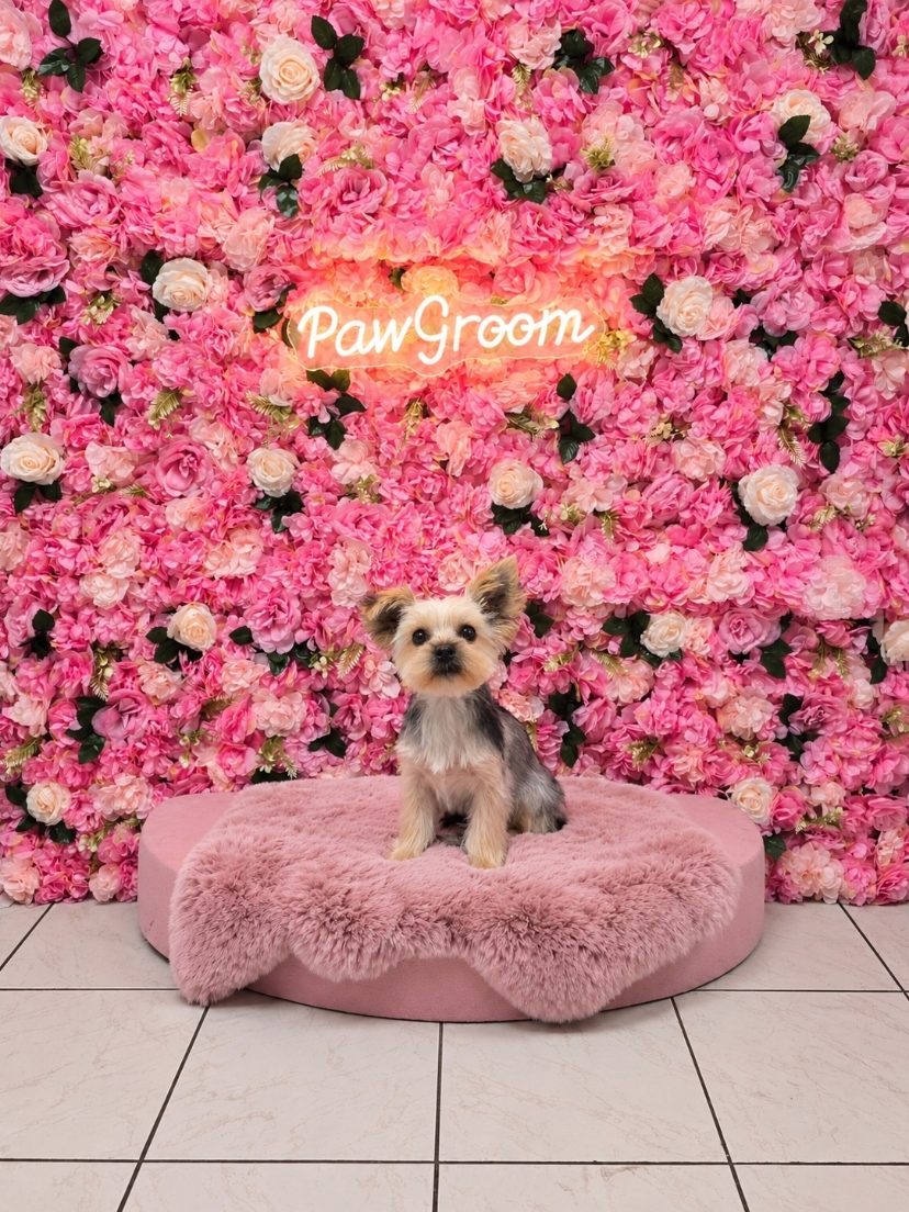 Yorkshire Terrier mit frischem Kurzhaarschnitt vor der Blumenwand im Hundesalon PawGroom in Spandau