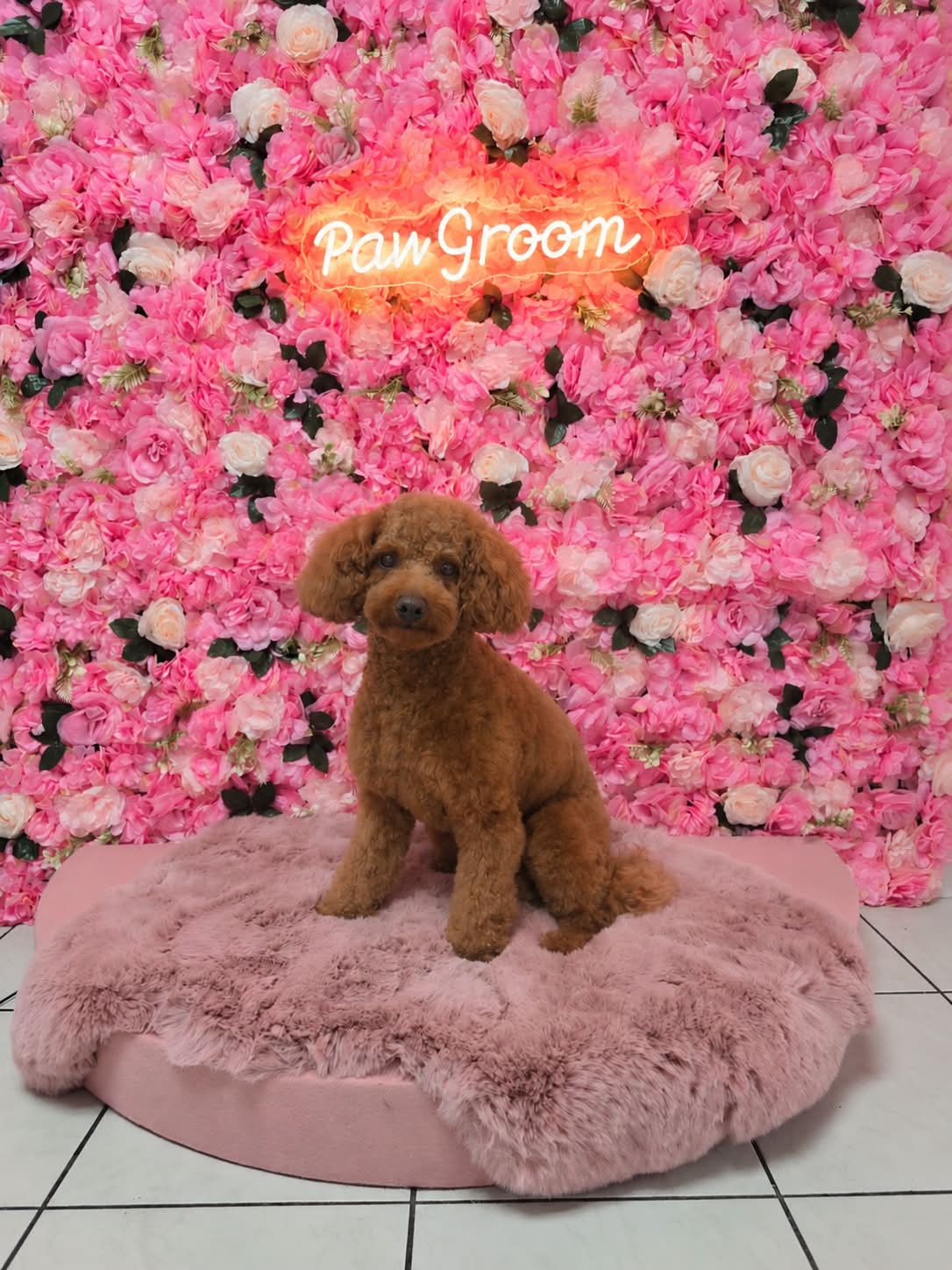 Pudel nach der Fellpflege vor der Blumenwand im Hundesalon PawGroom in Spandau