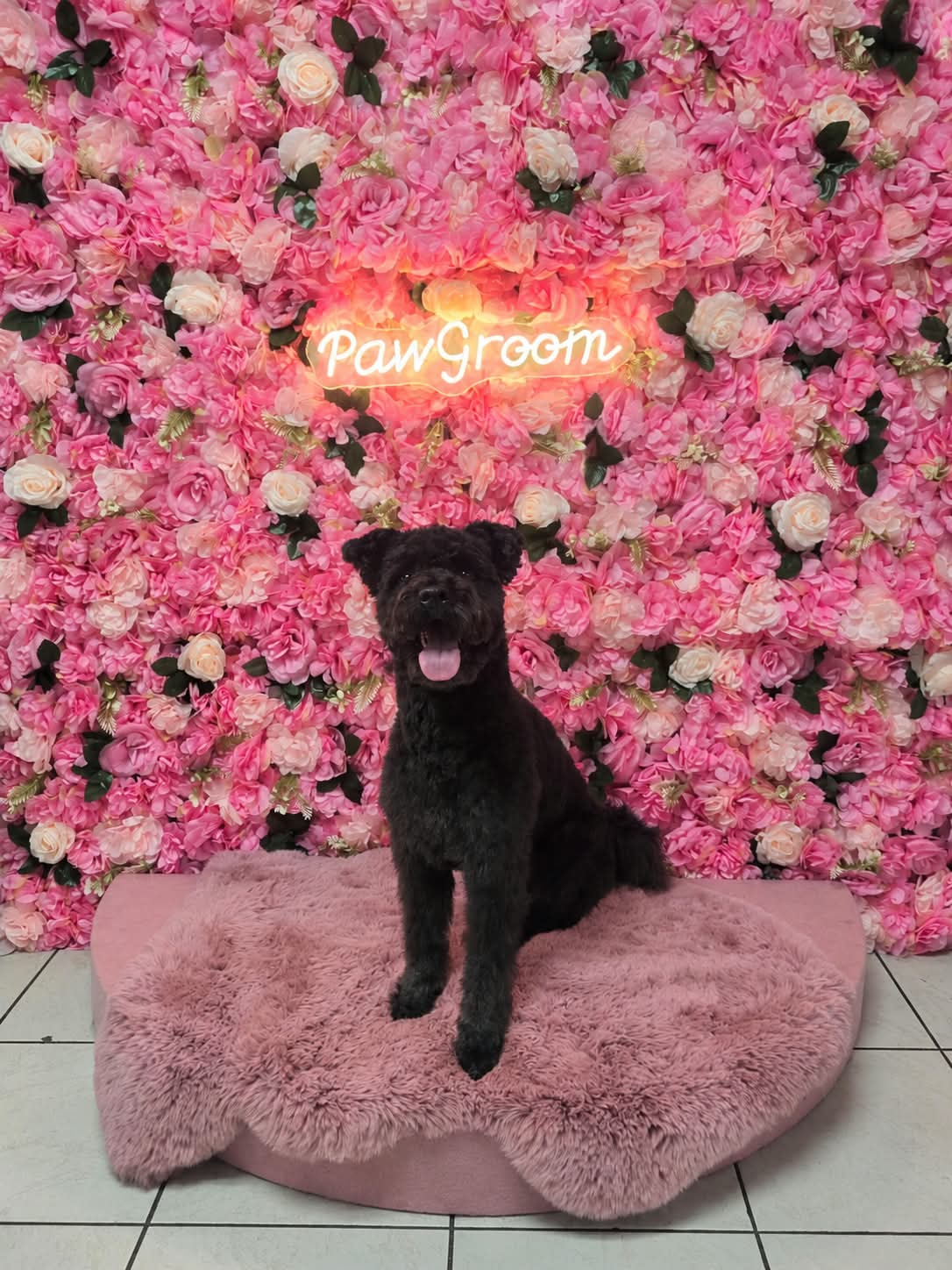 Schwarzer Hund nach der Fellpflege vor der Blumenwand im Hundesalon PawGroom in Spandau