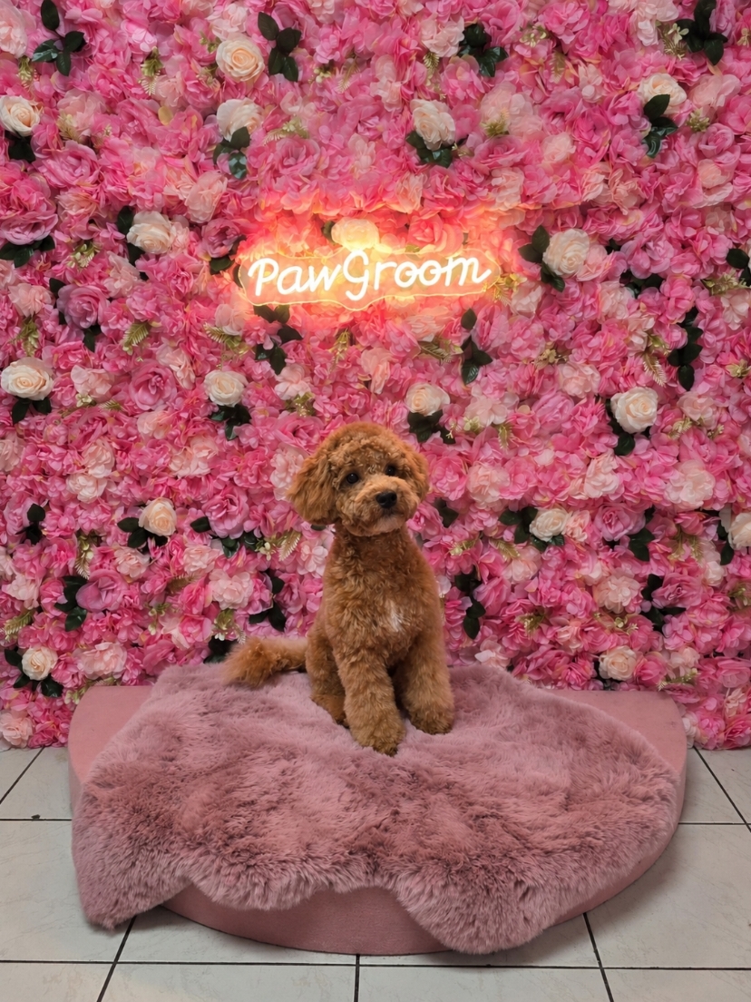 Pudel nach der Fellpflege vor der Blumenwand im Hundesalon PawGroom in Spandau