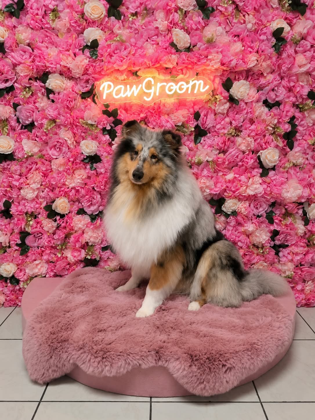 Collie nach der Fellpflege vor der Blumenwand im Hundesalon PawGroom in Spandau